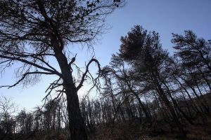 Πολύ υψηλός κίνδυνος πυρκαγιάς αύριο στην Αττική και σε 10 ακόμη περιφέρειες