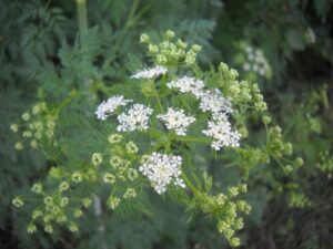 Το έχουμε όλοι σπίτι μας αλλά τελικά είναι γρουσούζικο – Auτό είναι το φυτό που φέρνει μαυρίλα στη ζωή μας