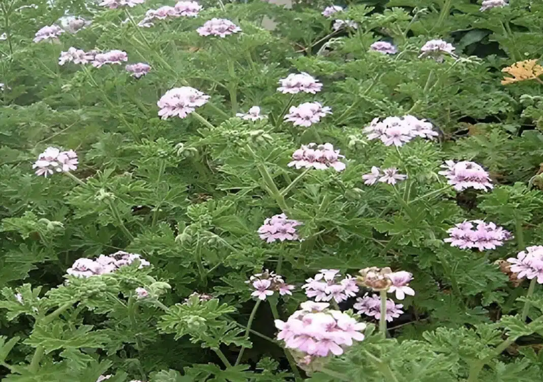 Η θαuματουργή ρίζα για τα νεύρα και την χοληστερίνη