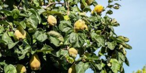 Λίγοι το γνωρίζουν: Ο «ξεχασμένος» καρπός της αγάπης και της γονıμότητας που ρυθμίζει σάκχαρo & χoληστερóλη