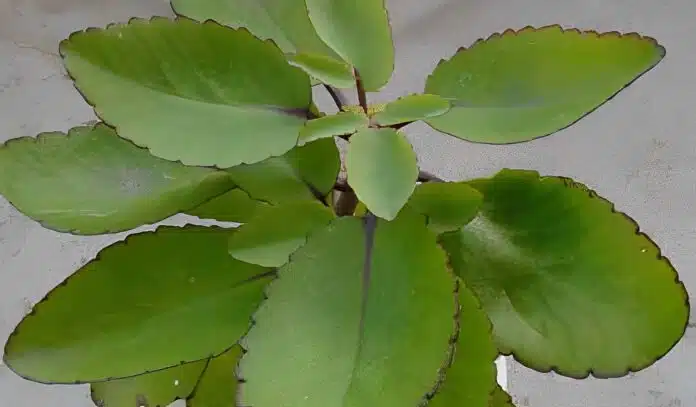 Απελευθερώστε τη απρόσμενη δύναμη του «φύλλου της ζωής»