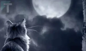 Γάτες: Γιατί θεωρούνται πλάσματα του υπερφυσικού και τι «βλέπουν» που εμείς δεν βλέπουμε;