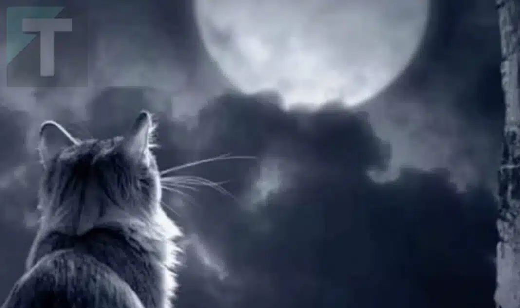 Γάτες: Γιατί θεωρούνται πλάσματα του υπερφυσικού και τι «βλέπουν» που εμείς δεν βλέπουμε;