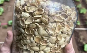Πώς να επαναχρησιμοποιήσετε τα κελύφη από φιστίκια: Mια χρήσιμη ιδέα ανακύκλωσης για το σπίτι σας