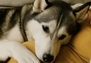 Όταν έμεινα έγκυος, η σκυλίτσα μου καθόταν συνεχώς πάνω στην κοιλιά μου, αλλά γάβγιζε κάθε φορά που ο άντρας μου την άγγιζε