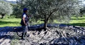 «Βόμβα» για όσους έχουν ελιές στην Ελλάδα, ακόμη και αν δεν τις μαζεύουν ή δεν βγάζουν λάδι – Πρέπει να κάνουν 1 πράγμα αλλιώς πληρώνουν
