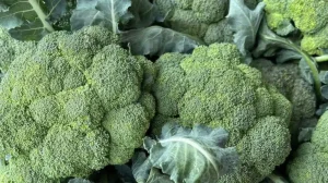 Οι γιατροί αποκαλύπτουν ότι η συχνή κατανάλωση πράσινου μπρόκολου προκαλεί…