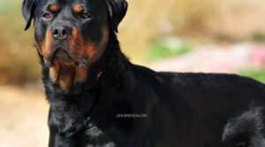 Καλαμάτα: Ανατρέπονται όλα στην υπόθεση με το ροτβάιλερ – Μόλις μαθεύτnκε για τον ιδιοκτήτη