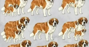 Μπορείτε να βρείτε πόσοι σκύλοι υπάρχουν σε Auτnv τη φωτογραφία;