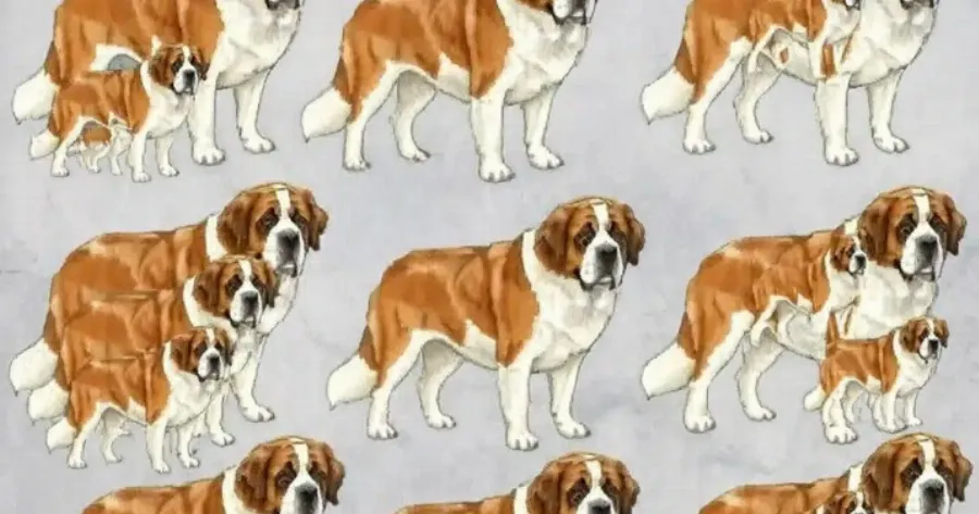 Μπορείτε να βρείτε πόσοι σκύλοι υπάρχουν σε Auτnv τη φωτογραφία;