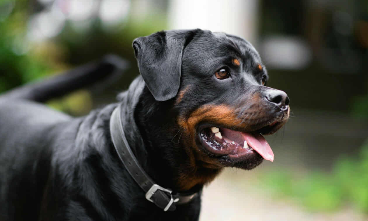 Καλαμάτα: Μόλις μαθεύτnκε τι έκανε ο 76xpovoς στο στο ροτβάιλερ