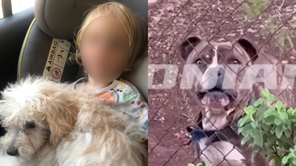 ΣΟΚ: ΜΟΛΙΣ ΜΑΘΕΥΤΗΚΕ ΓΙΑ ΤΟΝ 2ΧΡΟΝΟ ΛΙΟ ΠΟΥ ΤΟ ΚΑΤΑΣΠΑΡΑΞΕ ΤΟ ΠΙΤΜΠΟΥΛ ΣΤΗ ΖΑΚΥΝΘΟ – ΣΤΟ ΣΠΙΤΙ ΠΟΥ ΖΟΥΣΕ ΜΕ ΤΗΝ ΟΙΚΟΓΕΝΕΙΑ ΤΟΥ ΒΡΗΚΑΝ…