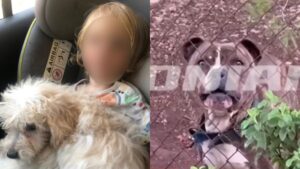 ΣΟΚ: ΜΟΛΙΣ ΜΑΘΕΥΤΗΚΕ ΓΙΑ ΤΟΝ 2ΧΡΟΝΟ ΛΙΟ ΠΟΥ ΤΟ ΚΑΤΑΣΠΑΡΑΞΕ ΤΟ ΠΙΤΜΠΟΥΛ ΣΤΗ ΖΑΚΥΝΘΟ – ΣΤΟ ΣΠΙΤΙ ΠΟΥ ΖΟΥΣΕ ΜΕ ΤΗΝ ΟΙΚΟΓΕΝΕΙΑ ΤΟΥ ΒΡΗΚΑΝ…