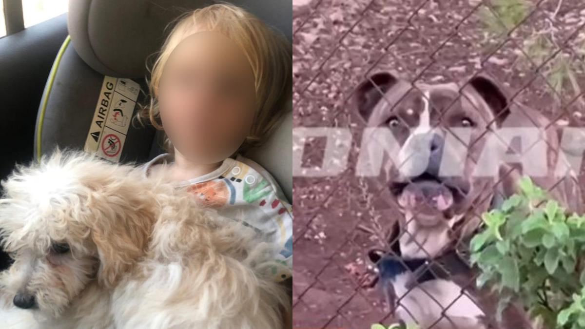 ΣΟΚ: ΜΟΛΙΣ ΜΑΘΕΥΤΗΚΕ ΓΙΑ ΤΟΝ 2ΧΡΟΝΟ ΛΙΟ ΠΟΥ ΤΟ ΚΑΤΑΣΠΑΡΑΞΕ ΤΟ ΠΙΤΜΠΟΥΛ ΣΤΗ ΖΑΚΥΝΘΟ – ΣΤΟ ΣΠΙΤΙ ΠΟΥ ΖΟΥΣΕ ΜΕ ΤΗΝ ΟΙΚΟΓΕΝΕΙΑ ΤΟΥ ΒΡΗΚΑΝ…