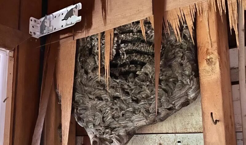 Ακούγαμε περίεργους ήχους από τον τοίχο της κρεβατοκάμαράς μας: ο άντρας μου αποφάσισε να γκρεμίσει τον τοίχο και ανακάλυψε κάτι φρικτό