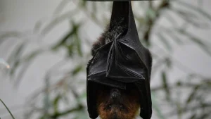 Συναγερμός για φονικό ιό