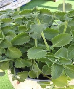 Οι γιατροί αποκαλύπτουν: Η κατανάλωση ρίγανης συμβάλλει στην…