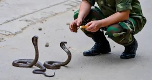 Ένας στρατιώτης σχεδόν κάθε μέρα τάιζε μικρά φιδάκια για διασκέδαση και ήταν σίγουρος ότι όλο αυτό ήταν ένα αθώο παιχνίδι. Όμως ένα πρωί, στην είσοδο της σκηνής του, τον περίμενε ένας τέτοιος τρόμος για τον οποίο δεν ήταν καθόλου προετοιμασμένος