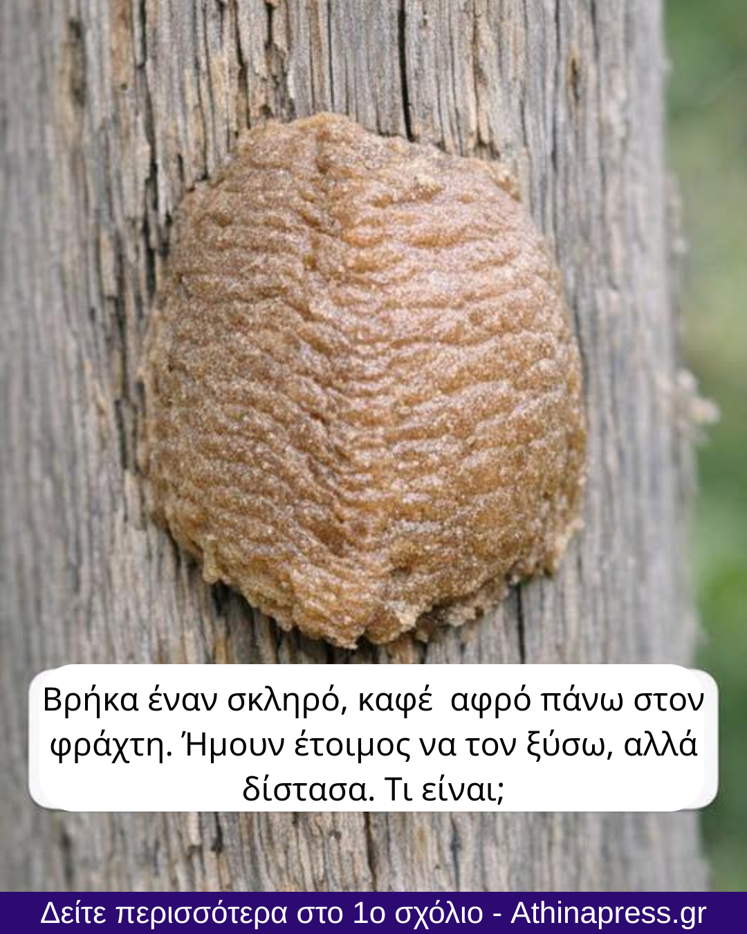 Βρήκα έναν σκληρό, καφέ  αφρό πάνω στον φράχτη. Ήμουν έτοιμος να τον ξύσω, αλλά δίστασα. Τι είναι;