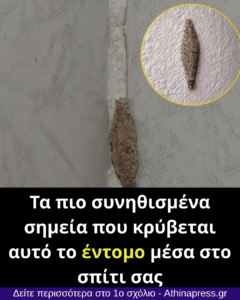 Τα πιο συνηθισμένα σημεία που κρύβεται αυτό το έντομο μέσα στο σπίτι σας