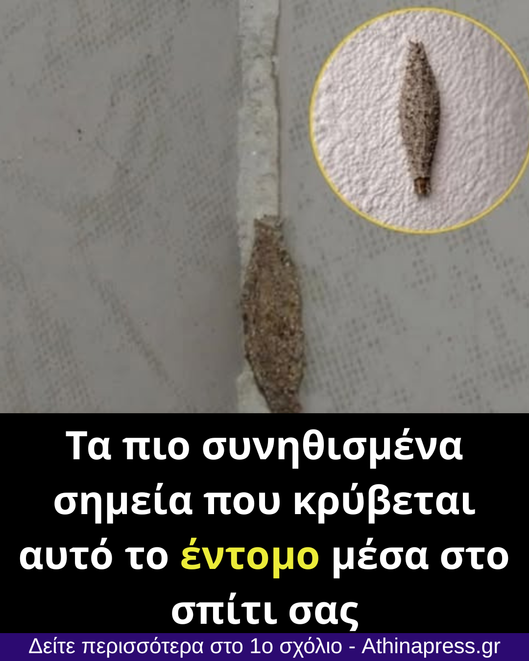 Τα πιο συνηθισμένα σημεία που κρύβεται αυτό το έντομο μέσα στο σπίτι σας