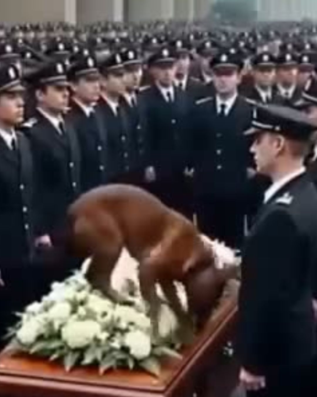 Ο στρατιωτικός σκύλος που αρνιόταν να αφήσει το φέρετρο του στρατιώτη