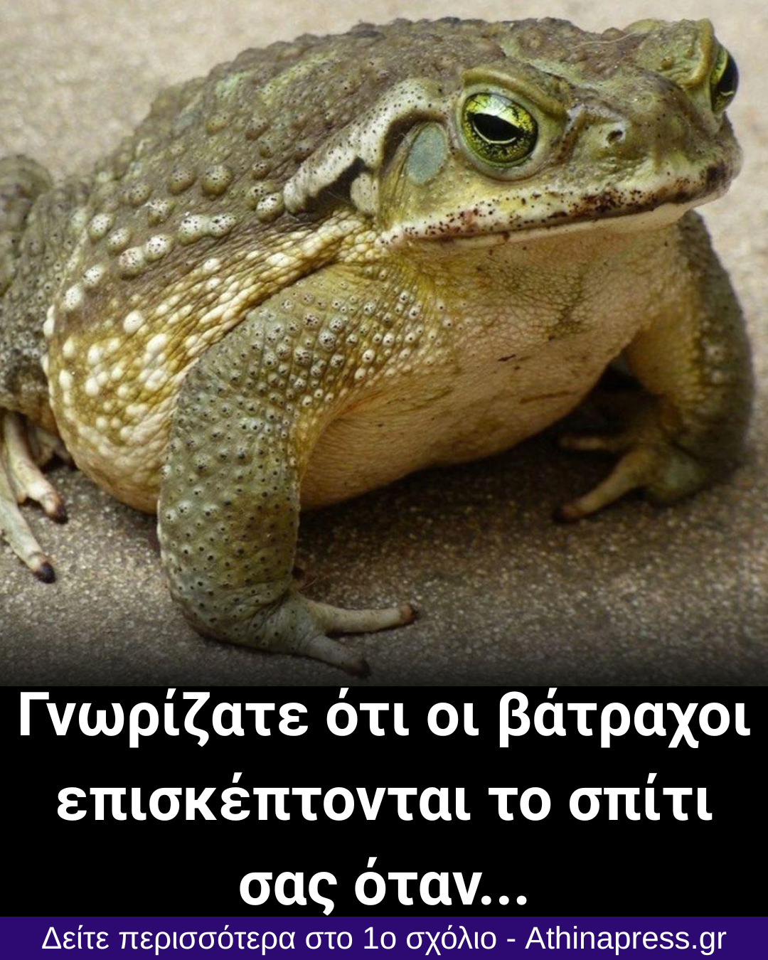 Γιατί εμφανίζεται ένας φρύνος στο σπίτι σας και τι μπορεί να σημαίνει η παρουσία του;