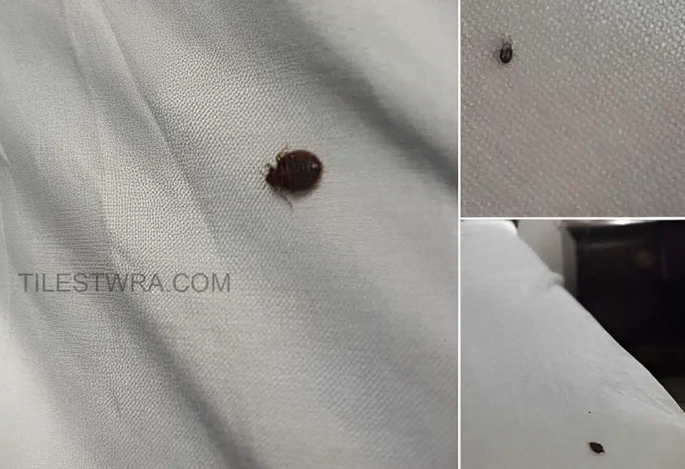 Αν βρείτε αuτό μέσα στο σπίτι σας, να τι πρέπει να γνωρίζετε