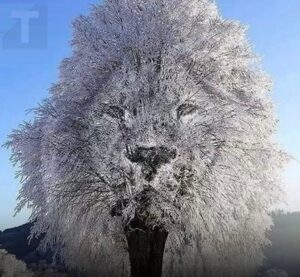 Η οπτική ψευδαίσθηση αποκαλύπτει αν είσαι «εσωστρεφής» ή «δυναμικός» ανάλογα με το τι βλέπεις