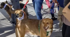 Σοκ στο Ντουμπάι: Ζώα παρατημένα στον δρόμο εν μέσω πολέμου – Η ανάρτηση-γροθιά της Εριέττας Κούρκουλου