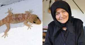 Μην το σκοτώσεις: Το σαμιαμίδι είναι σημάδι καλοτυχίας του παλιού ελληνικού σπιτιού