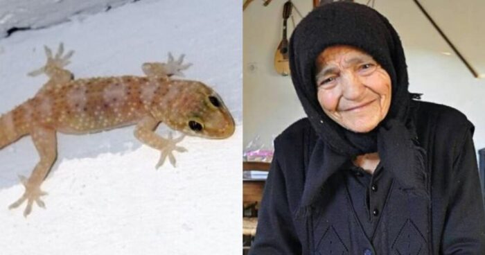 Μην το σκοτώσεις: Το σαμιαμίδι είναι σημάδι καλοτυχίας του παλιού ελληνικού σπιτιού