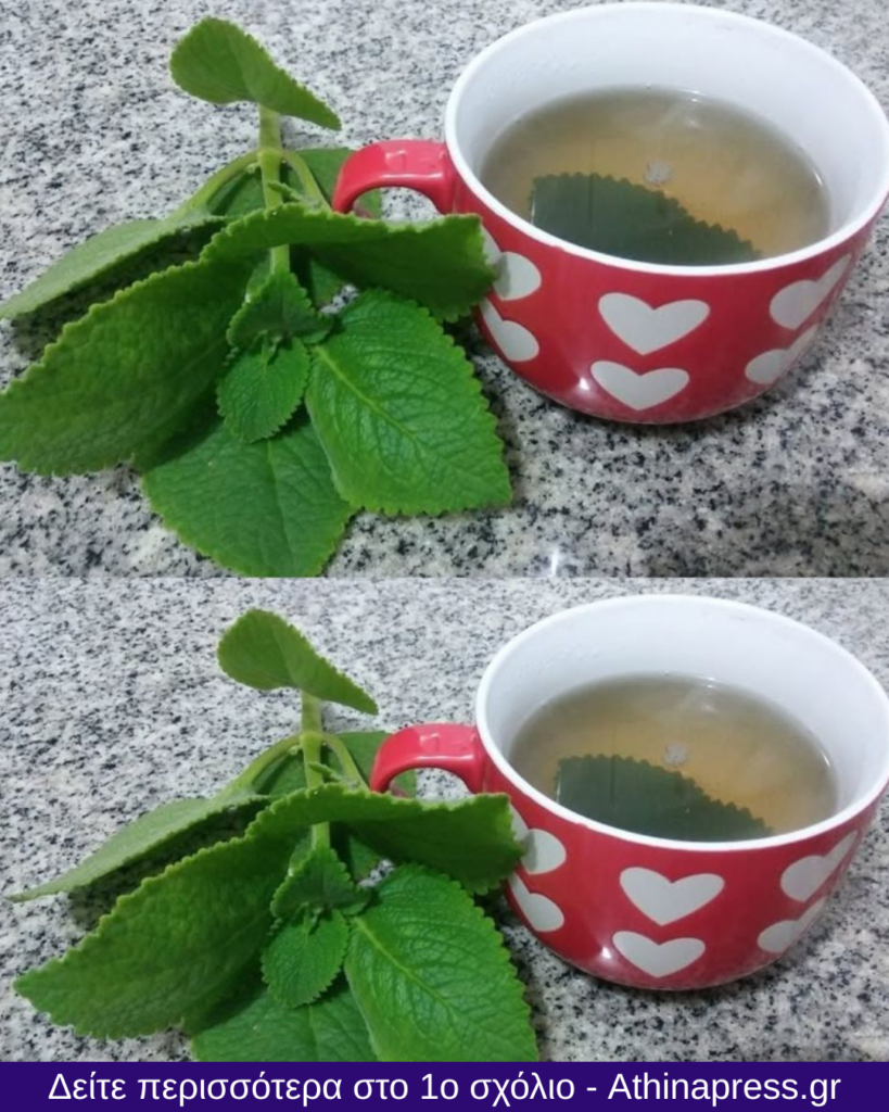 5 λόγοι για τους οποίους οι ηλικιωμένοι πρέπει να προσθέσουν τη ρίγανη στη διατροφή τους