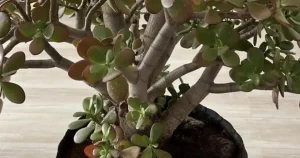 Πολλοί άνθρωποι καλλιεργούν το λεφτόδεντρο στο σπίτι ή τον κήπο τους, αλλά να τι λίγοι γνωρίζουν για αυτό το φυτό