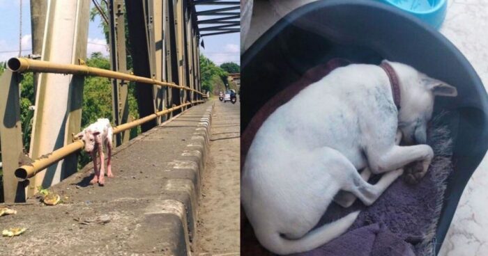 Γυναίκα Φιλόζωος Προσκαλεί Στο Αμάξι Της Αδέσποτο Σκελετωμένο Σκύλο Και Του Αλλάζει Για Πάντα Τη Ζωή!