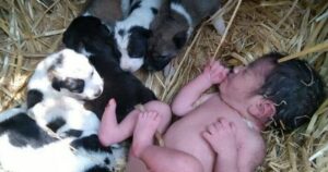 Κουτάβια έσωσαν εγκαταλελειμμένο νεογέννητο – το κράτησαν ζεστό όλη νύχτα