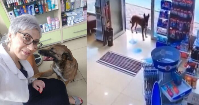 Τραυματισμένο Αδεσποτάκι Μπήκε Σε Φαρμακείο Ζητώντας Βοήθεια, Και Η Συνέχεια Είναι Υπέροχη