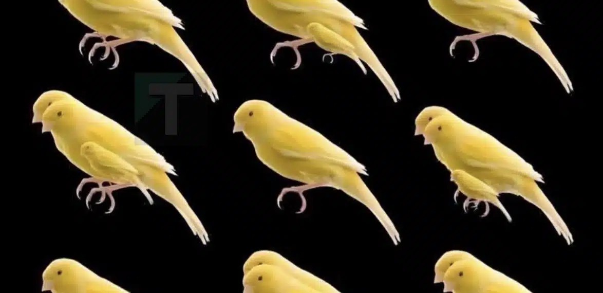 Πόσα πουλιά υπάρχουν σε αυτή την φωτογραφία;