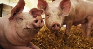 Γιατί οι Εβραίοι και οι μουσουλμάνοι δεν τρώνε χοιρινό – Η εξήγηση πίσω από την παράδοση