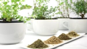 Το πολύτιμο μεσογειακό βότανο που συνδέεται με αντικαρκινικές ιδιότητες και ανακούφιση από βρογχίτιδα και μυϊκούς πόνους