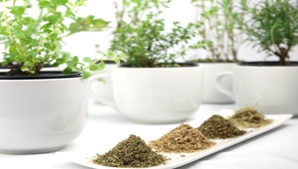 Το πολύτιμο μεσογειακό βότανο που συνδέεται με αντικαρκινικές ιδιότητες και ανακούφιση από βρογχίτιδα και μυϊκούς πόνους