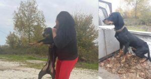 Σέρρες: Εθελοντές πήγαν σε βουνό και έσωσαν ένα κοκαλιασμένο από την πείνα κυνηγόσκυλο που ήταν μόνο