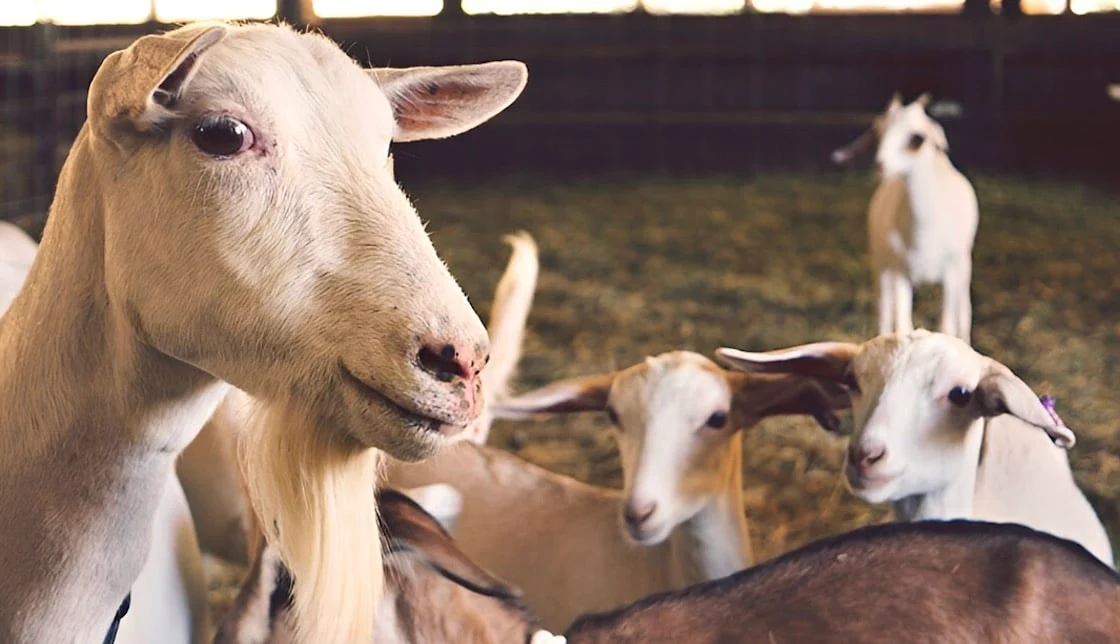 Αμπελόκηποι: Έκαναν παράνομη εκτροφή κοτόπουλων, κατσικιών και εριφίων σε ταράτσα 16οροφου κτιρίου