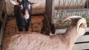 Αυτή είναι η παράνομη στάνη με κατσίκες και κοτόπουλα στον 16ο όροφο του Πύργου Αθηνών στους Αμπελόκηπους