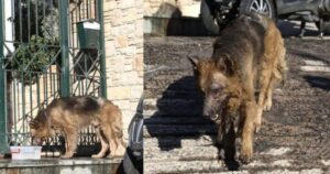 Πεντέλη: Γροθιά στο στομάχι οι εικόνες που δείχνουν σκύλο εξουθενωμένο με εγκαύματα