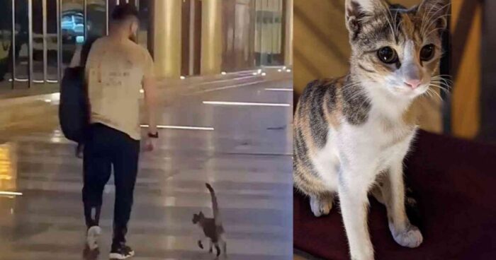 Η αδέσποτη γάτα συνοδεύει έναν άνδρα κάθε μέρα στην καφετέρια έως ότου υιοθετηθεί. Κέρδισε την καρδιά του