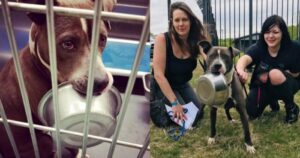 Το Σκυλάκι Αρνείται Να Υιοθετηθεί Χωρίς Το Πιάτο Του