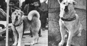 H συγκινητική, τελευταία φωτογραφία του Χάτσικο