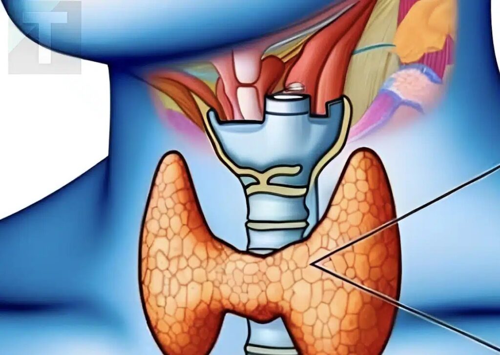 Θυρεοειδής: 3 συμπτώματα που θα μπορούσαν να υποδηλώνουν καpκίνο