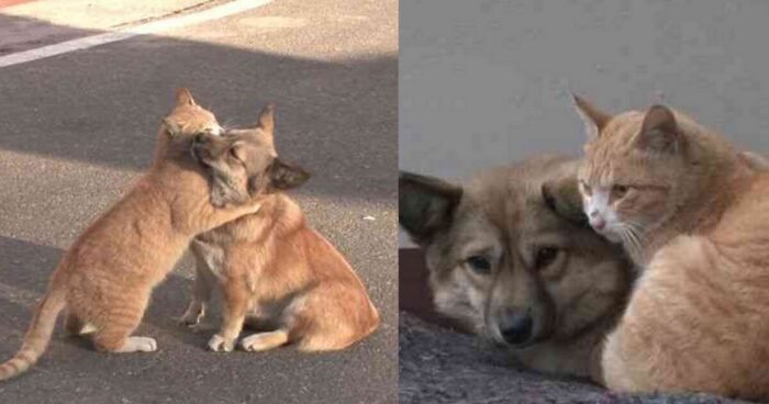 Ένας σκύλος και μια γάτα αλληλοϋποστηρίζονται μετά την εγκατάλειψή τους. Περιμένουν ακόμα την οικογένειά τους στο ίδιο μέρος